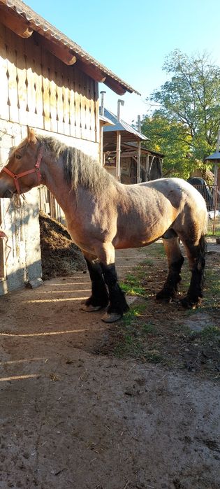 Vand armasar  foarte frumos