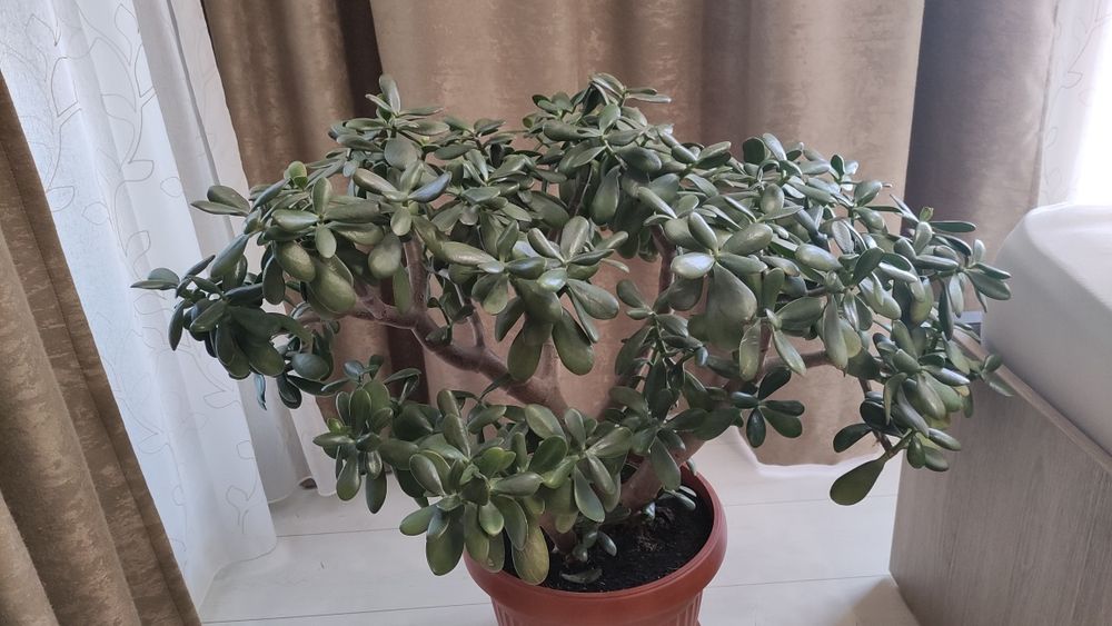 Дърво на живота 75 см