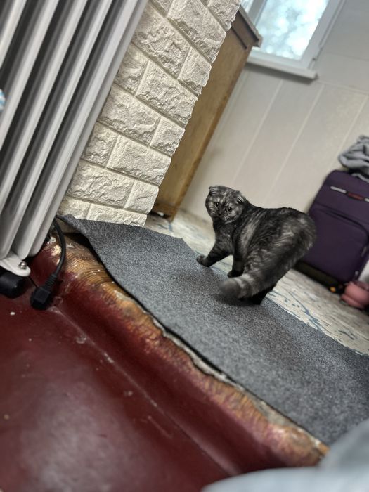 Scottish Fold mushukcha
