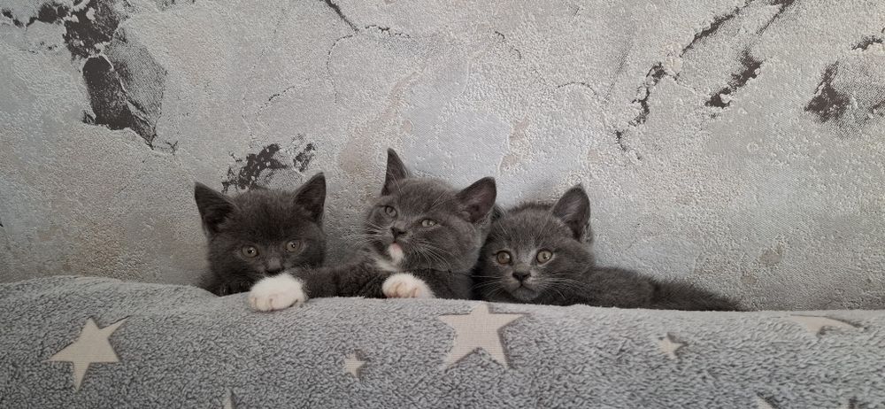 Британские малыши