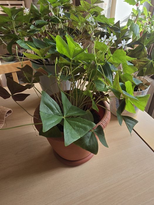 Продам комнатные цветы