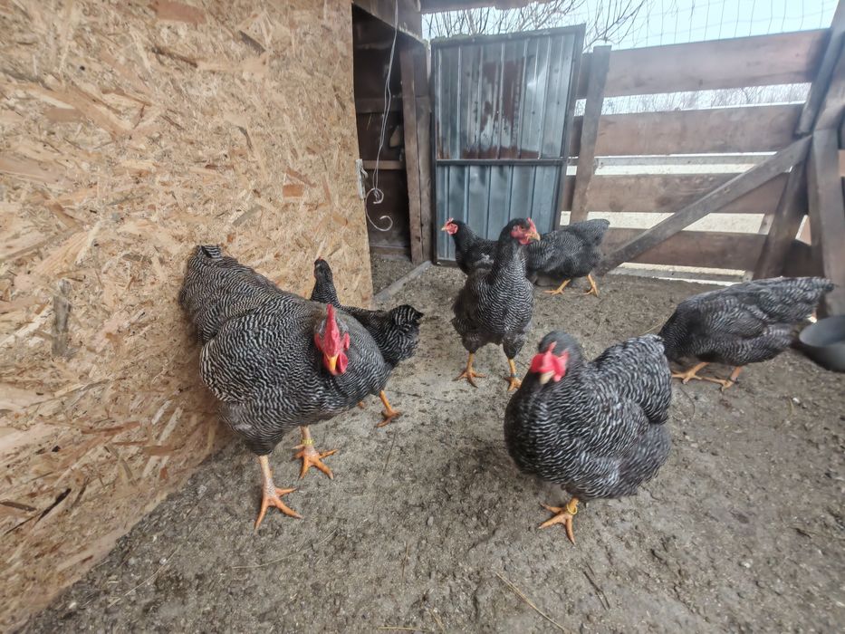 Ouă pt incubat Plymouth rock barat