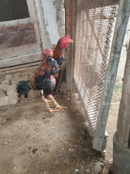 Дакан сатылады каны таза