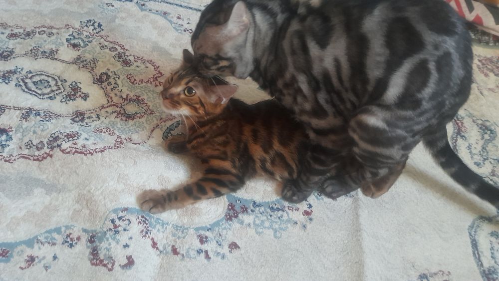 Ищем пару для бенгала