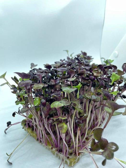 Микрозелень Бухара FS_green