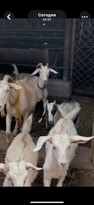 Продаю козлят 3 месячных альпийской породы девочека и мальчик
