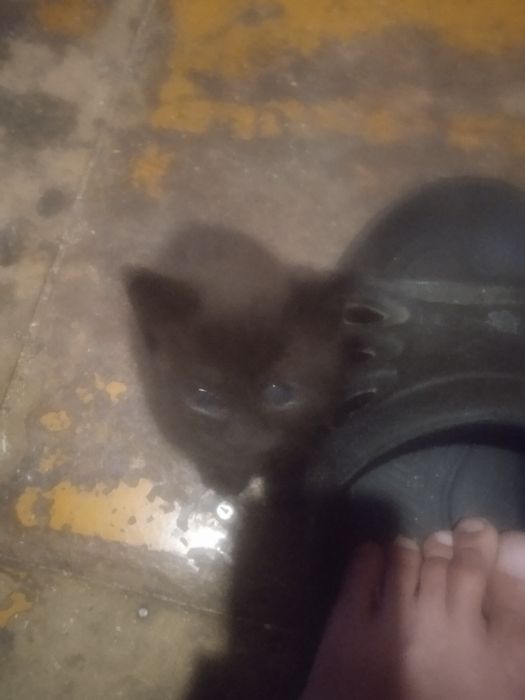 Отдам котяток в добрые руки