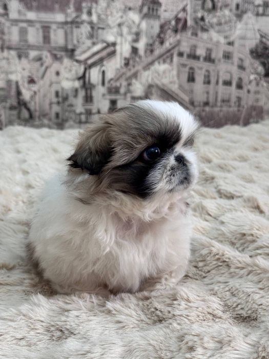 Щенок породы пекинес