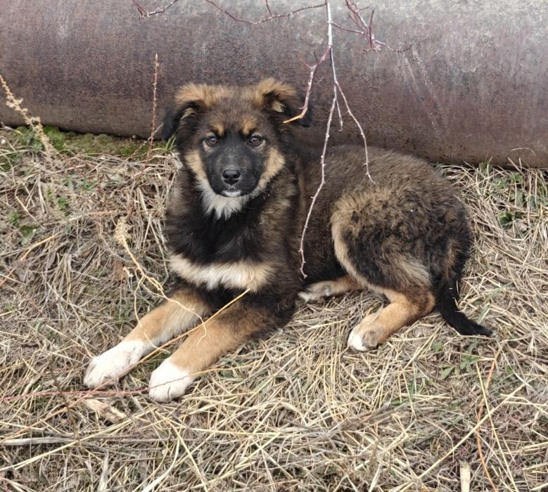 Щенки в хорошие руки