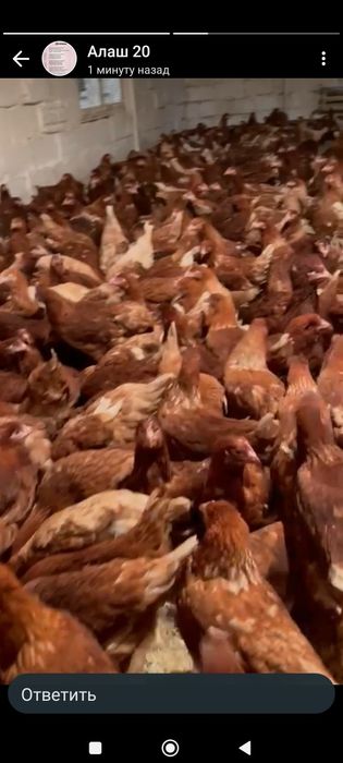 инкубационное яйцо