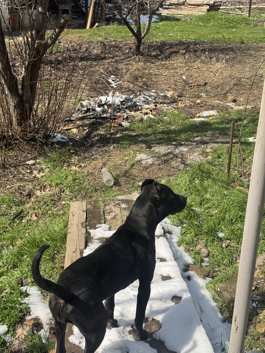 Питбуль (кубинец)