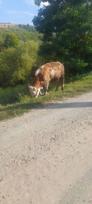 Vițea balțati românesti