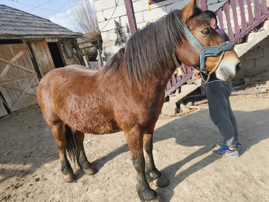 Vând cal frumos și cuminte