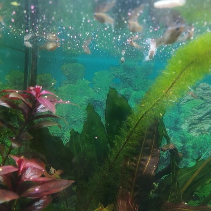 аквариумные рыбки валиферы молинезии