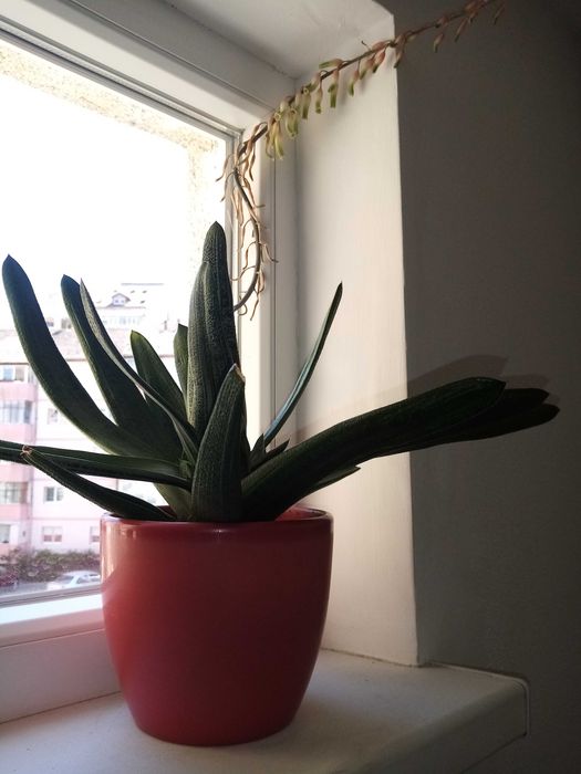 Vand o planta deosebita de Aloe Vera
