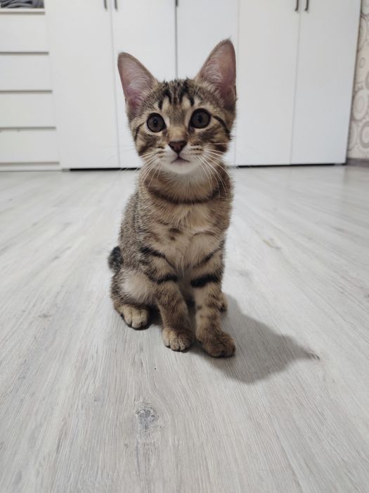 Отдам котят в хорошие руки