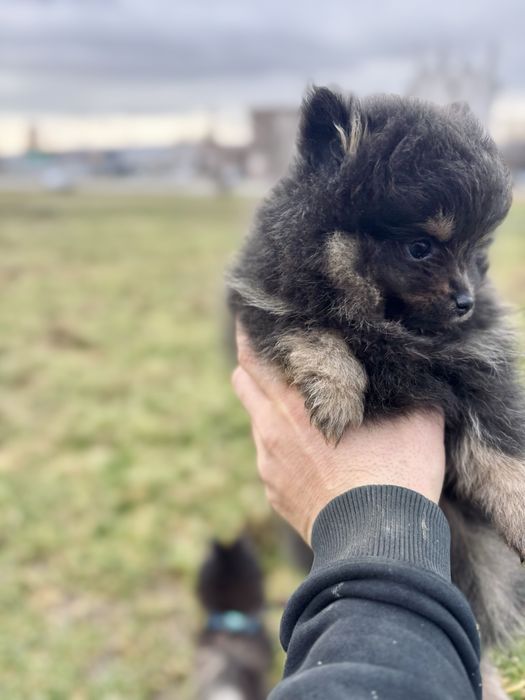 Мъжки померан шпиц