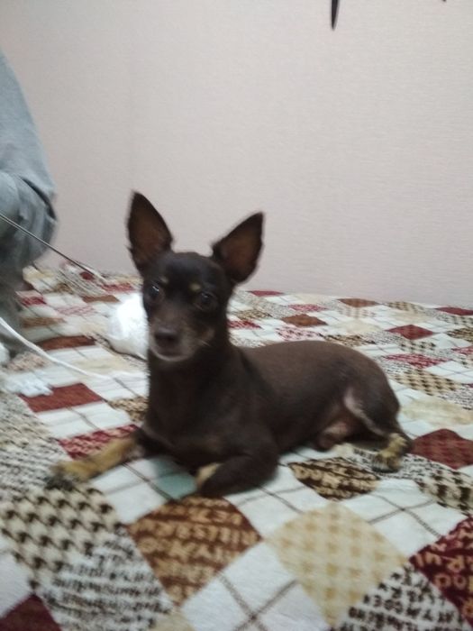 ВЯЗКА . Карликовый Пинчер