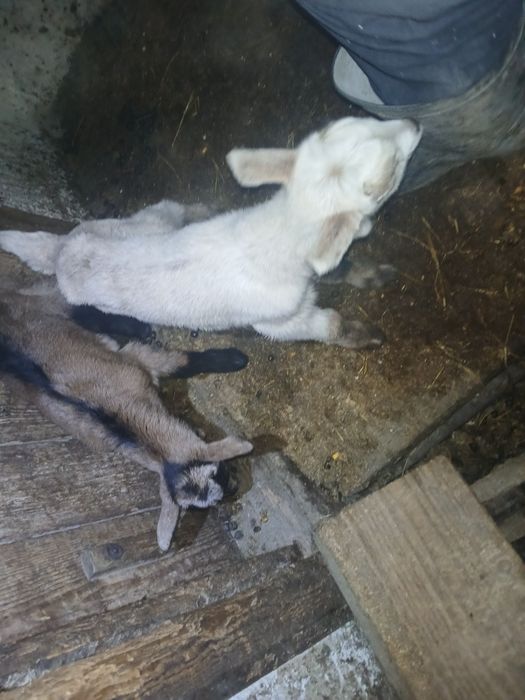 Iezi mici de vanzare fătați in 8 februarie