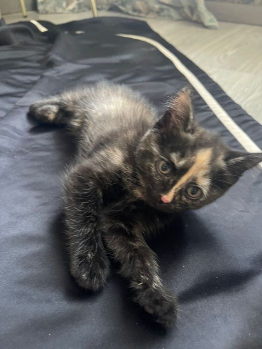 Котята бесплано!!!