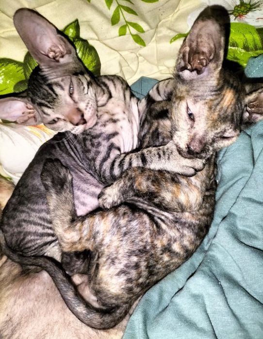 Продам котят Донского Сфинкса, Браш.