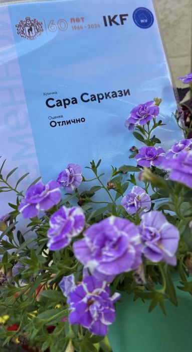 Сука французского бульдога