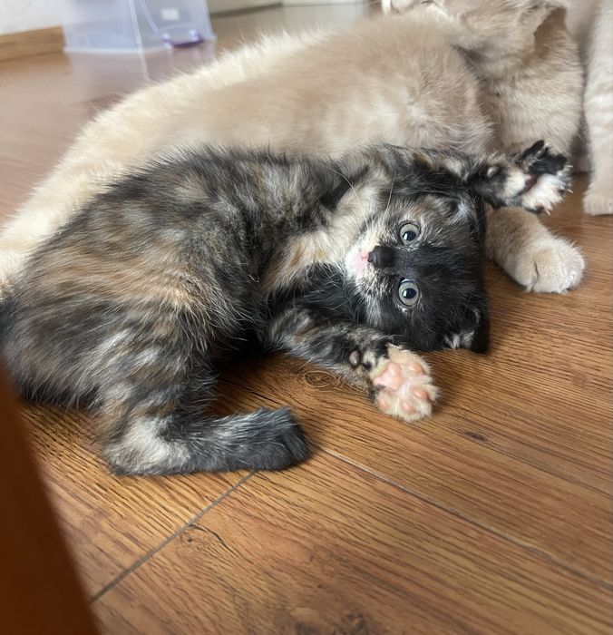 Котенок вислоушка девочка