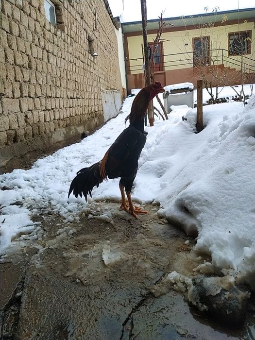 Dakan xoroz sotiladi