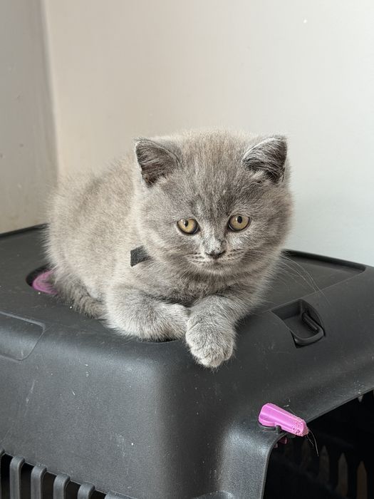 British Shorthair