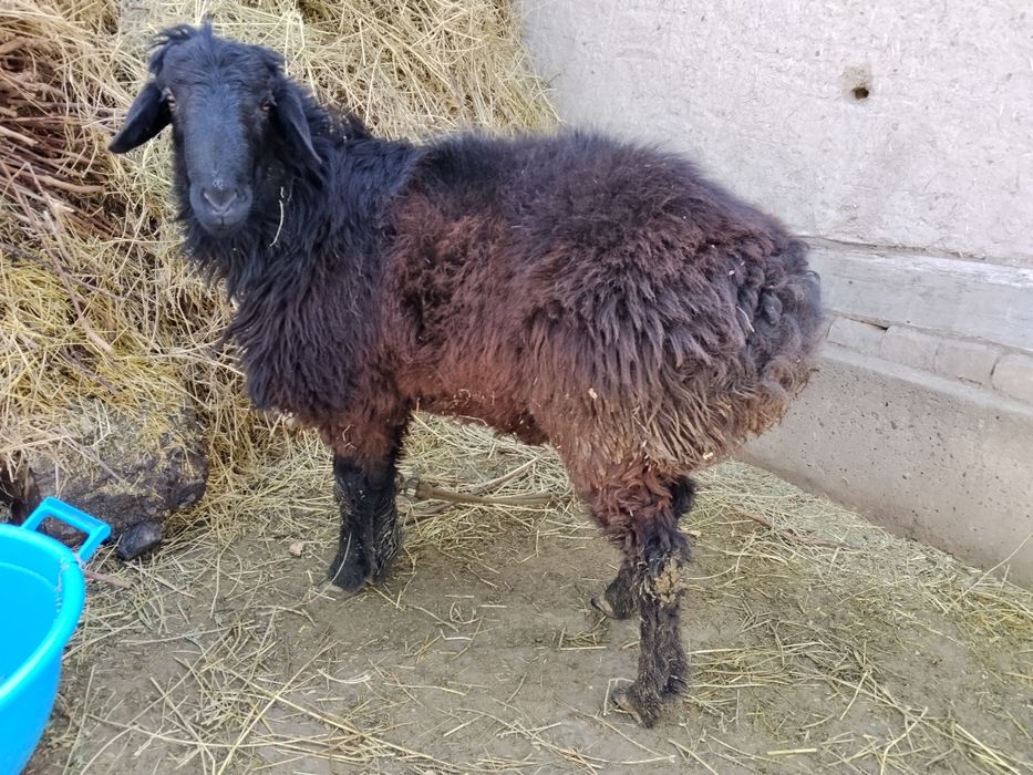 Qochqorlar bor manzil Vobkent