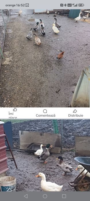 De vânzare sau schimb cu o capră bună de lapte