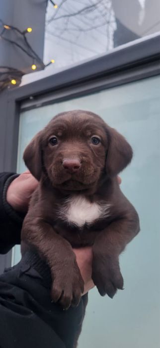 СРОЧНО продается лабрадор