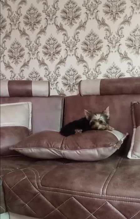 Продается йоркширский терьер