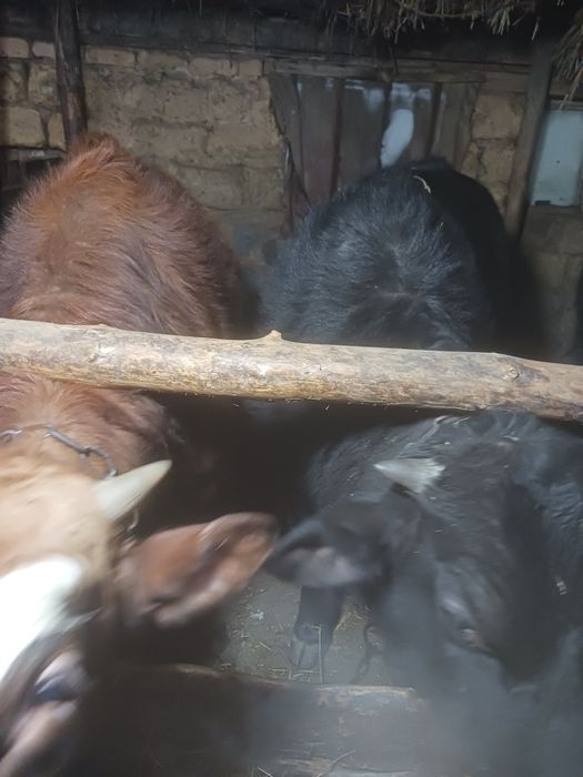 Откорм телятины в продаже