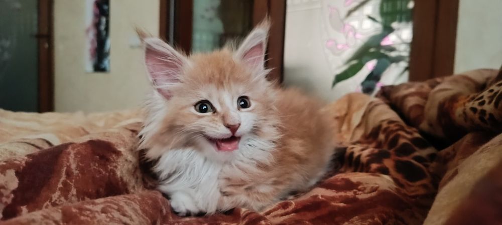 Котята Мейкунята