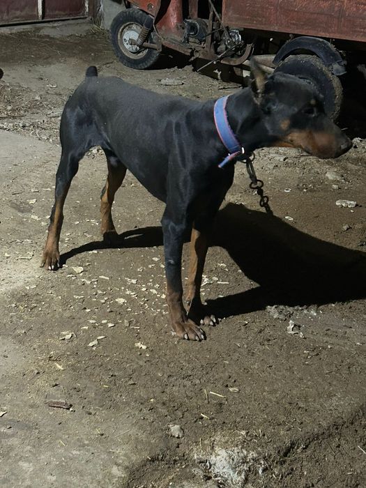 Продается собака, породы доберман.