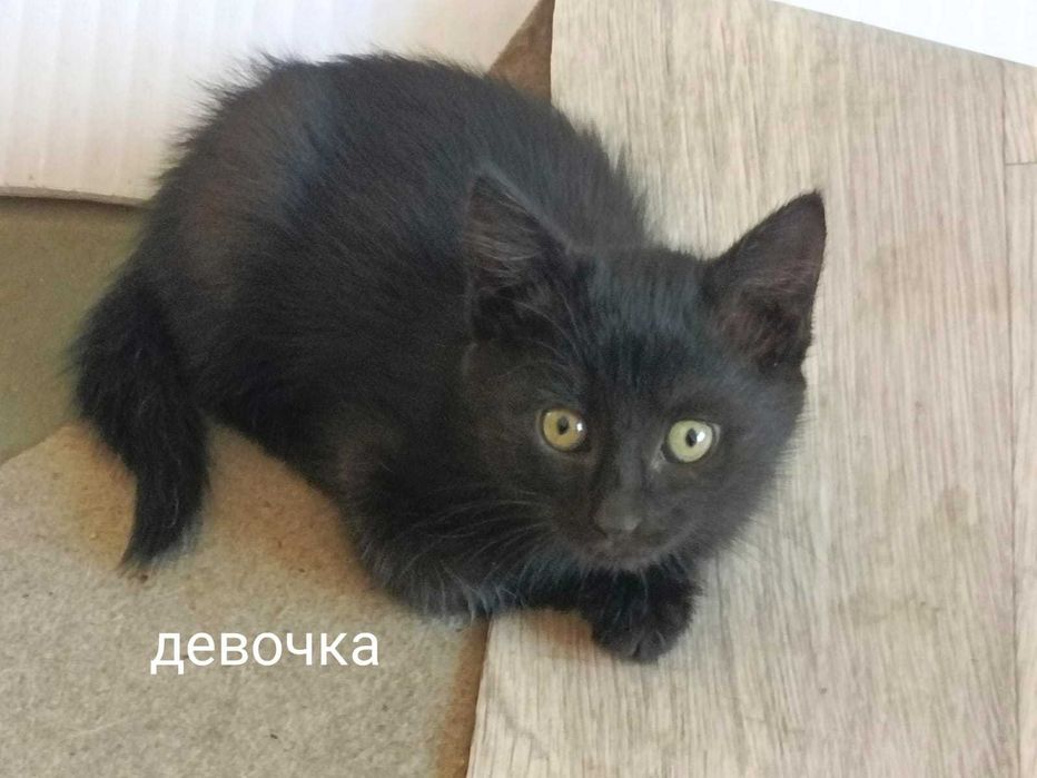 Отдадим котят бесплатно