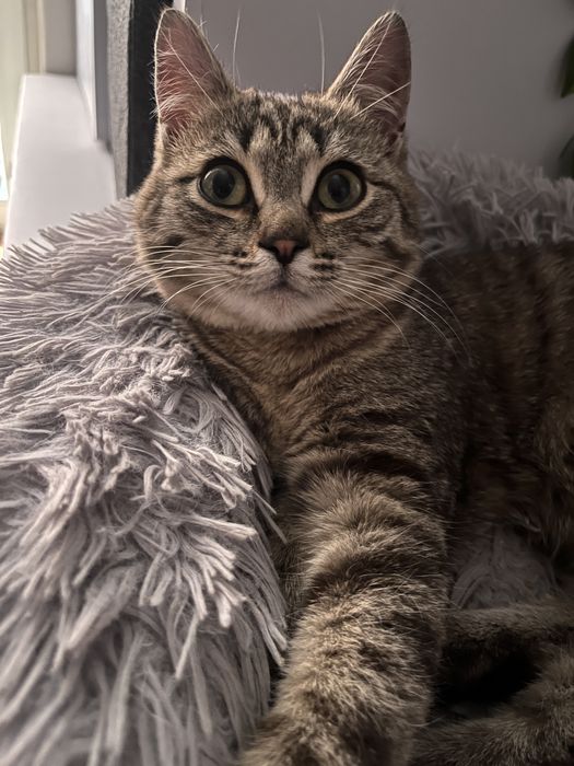 Котенок в ответственные руки