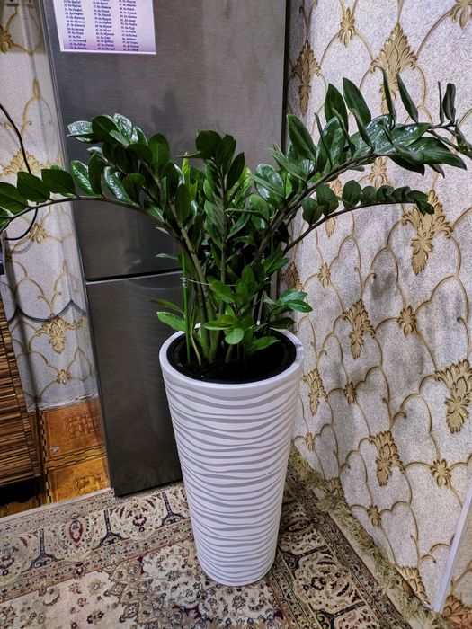 Комнатные растения. Доставка