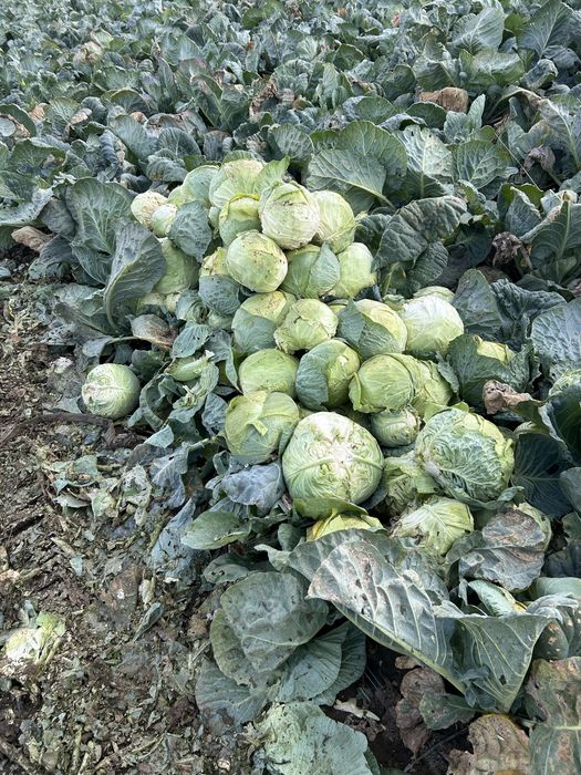 Varza de buzau de vanzare