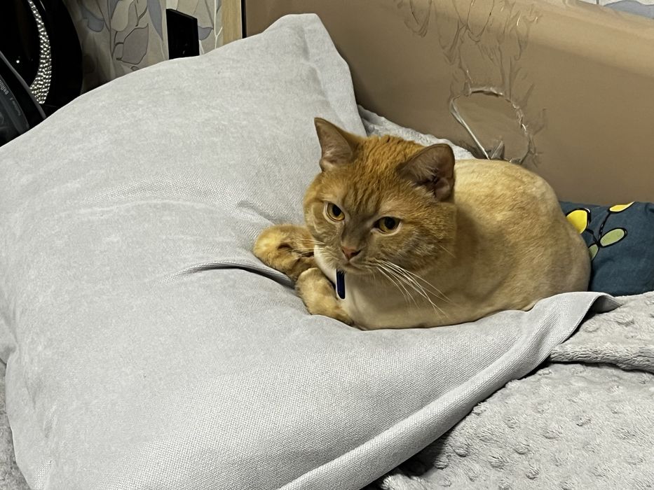 Полубриташка рыжий кот в Астане