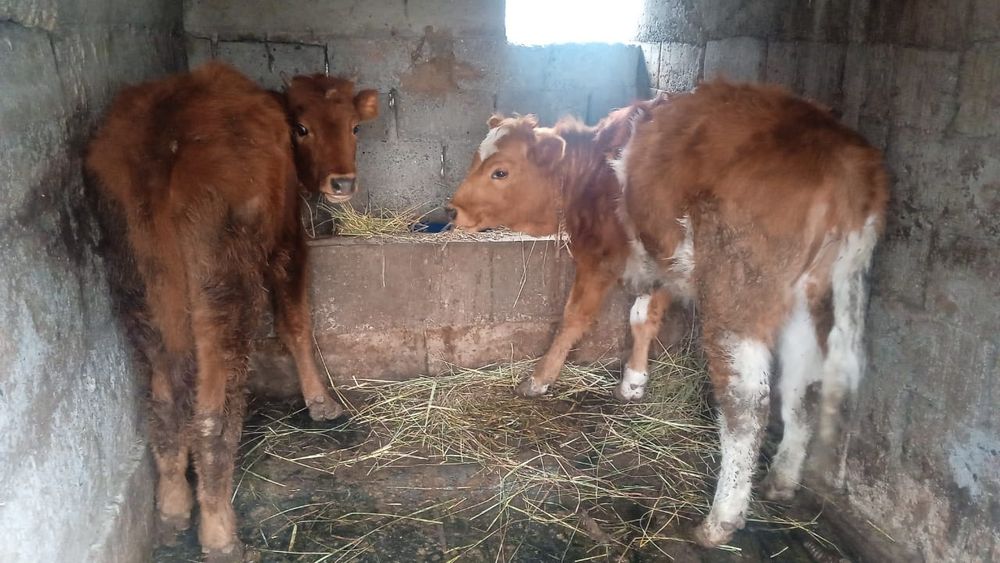 Продам тёлочек здоровые