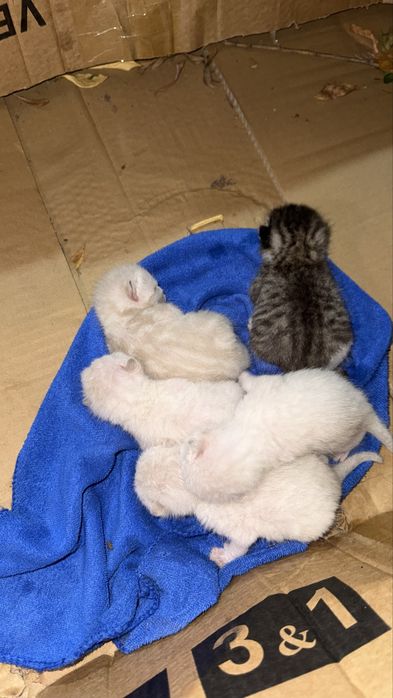5 новорождённых котят