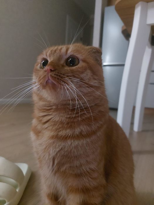 Кот домашний шотландский 10000тг