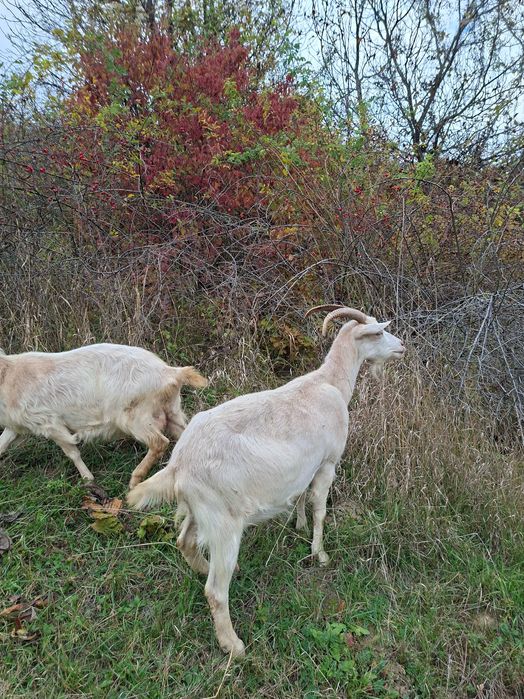 Capre Sana de vanzare