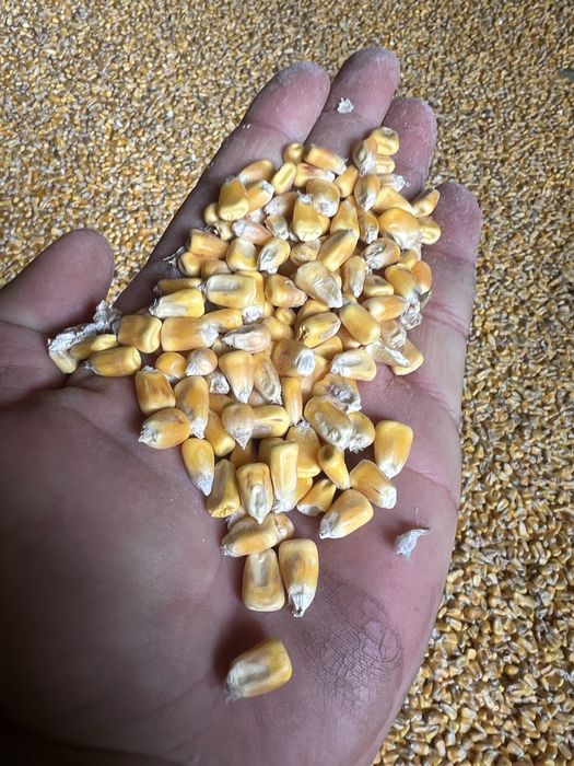 Зерно всех видов ОПТОМ