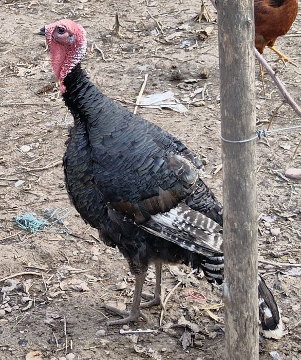 Куркалар сотилади