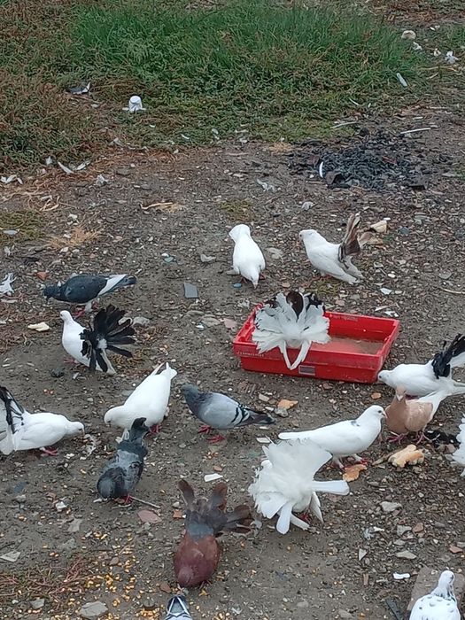 Porumbei Înfoiați de vinzare