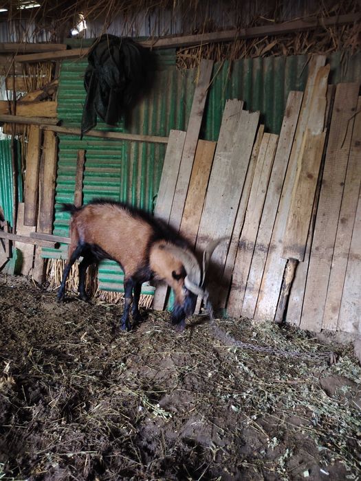 Vand tap alpin francez sau schimb cu o capra sau iada buna de lapte