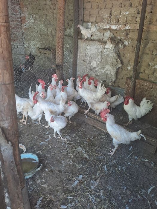 легхорн,серама,декоративни